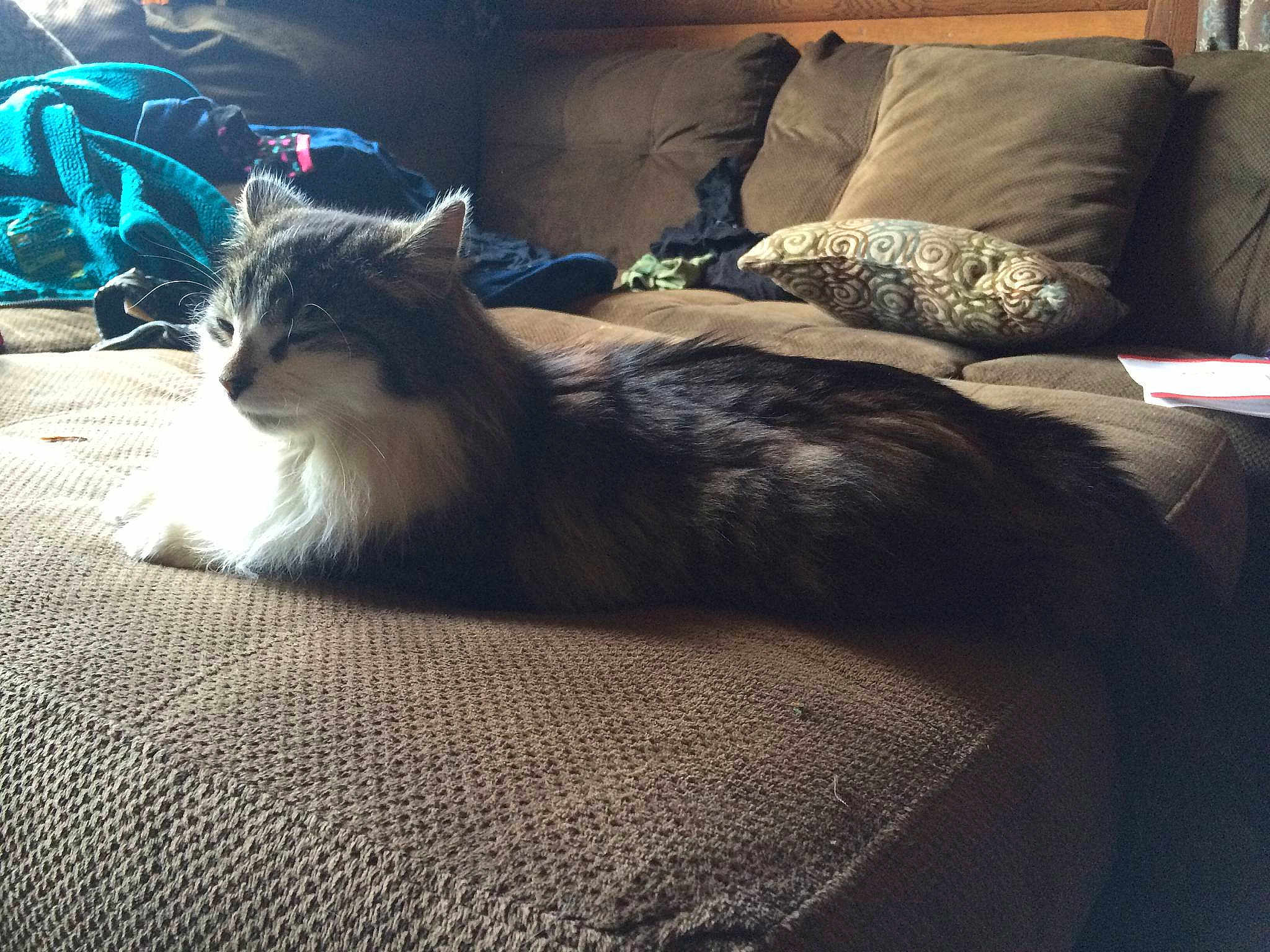 Calypso