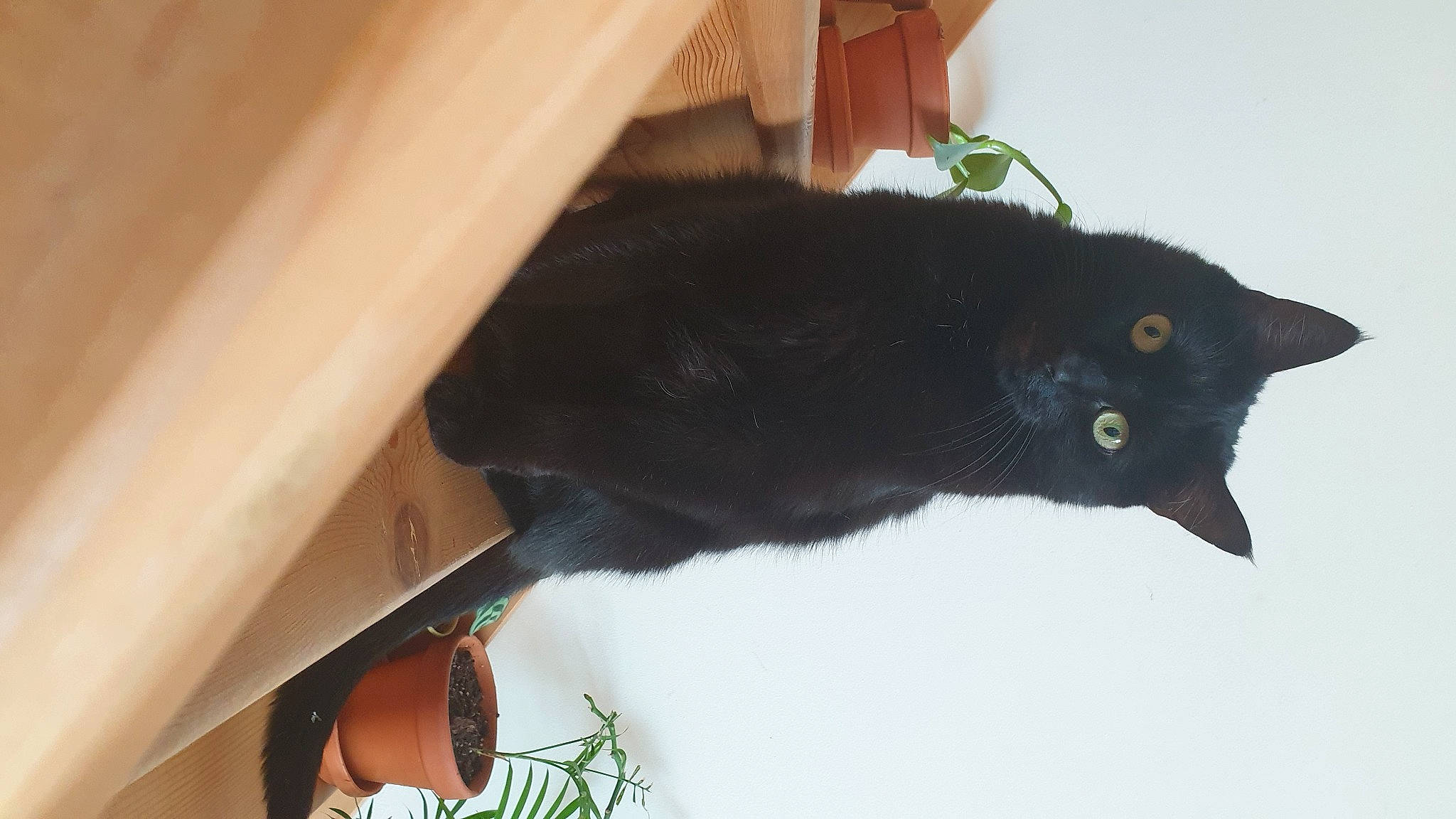 Jaja a rejoint le concours — aidez-le/la à gagner de superbes lots ! black_cat, bombay, carnivore, cat, domestic_short_haired_cat, felidae, fur, plant, small_to_medium_sized_cats, snout, tail, terrestrial_animal, whiskers, window