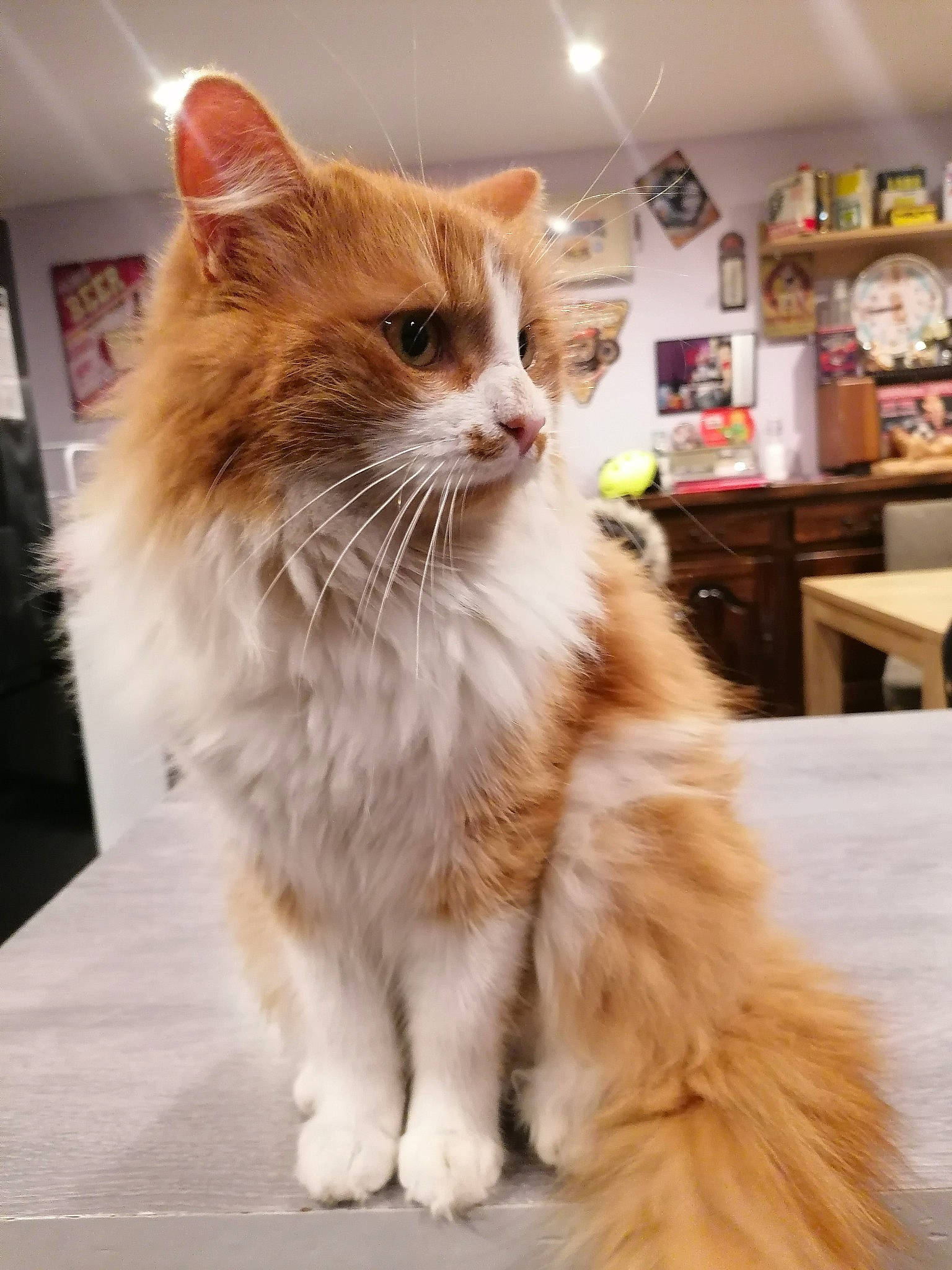 Léon a rejoint le concours — aidez-le/la à gagner de superbes lots ! british_longhair, carnivore, cat, fawn, felidae, flooring, fur, hardwood, paw, picture_frame, small_to_medium_sized_cats, snout, table, tail, terrestrial_animal, whiskers, window, wood