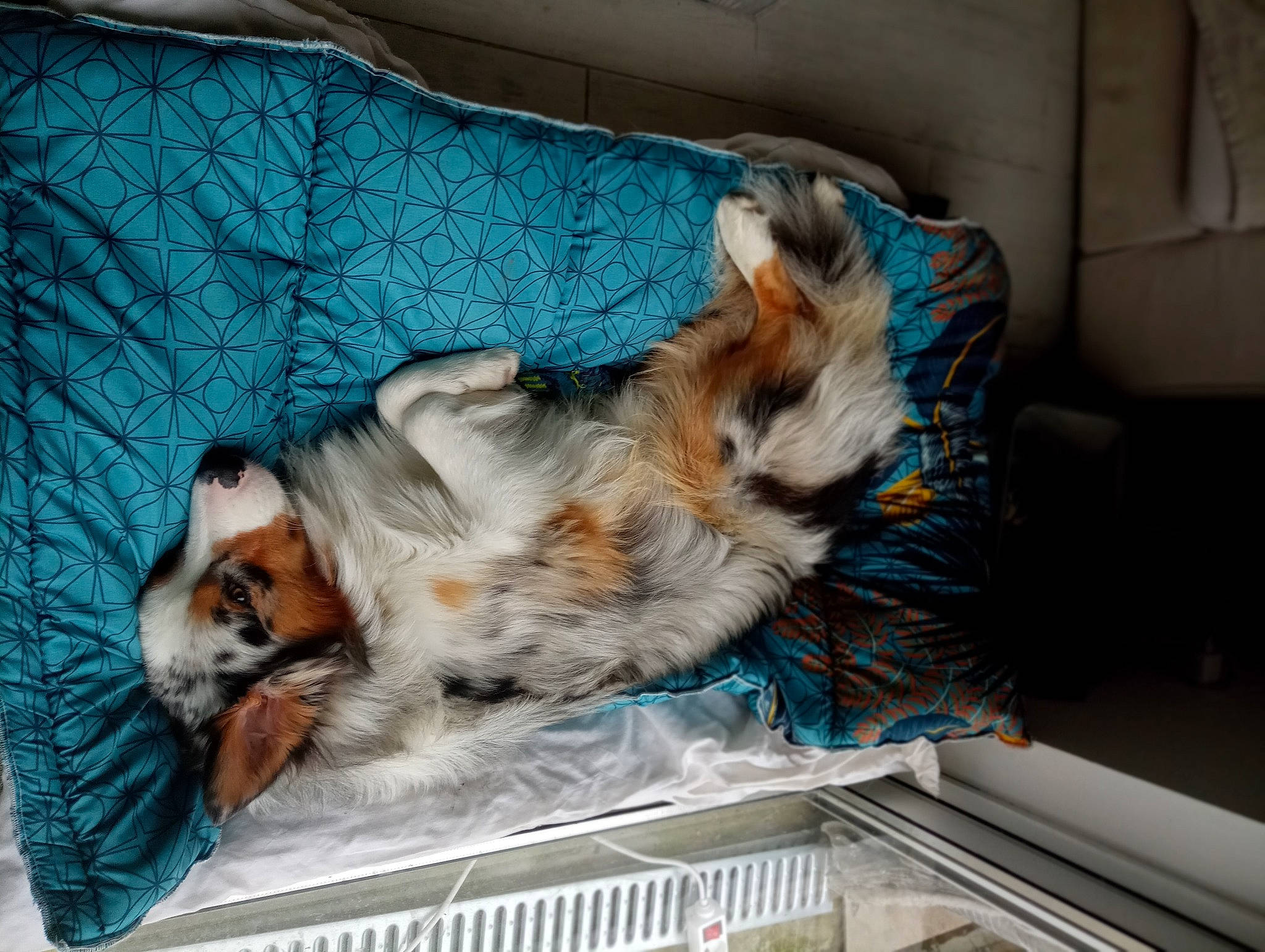 Spykie a rejoint le concours — aidez-le/la à gagner de superbes lots ! animal_shelter, canidae, carnivore, comfort, companion_dog, couch, dog, dog_breed, dog_supply, fawn, felidae, fur, nap, paw, pet_supply, small_to_medium_sized_cats, sporting_group, tail, toy_dog, whiskers