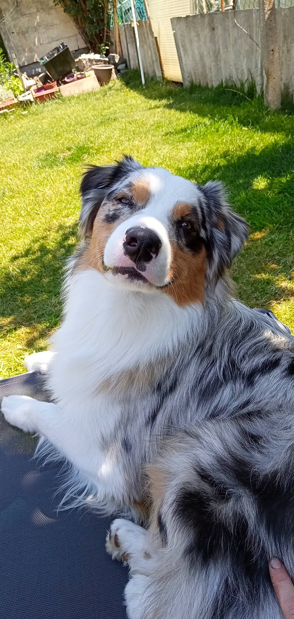 Spykie a rejoint le concours — aidez-le/la à gagner de superbes lots ! australian_collie, canidae, carnivore, companion_dog, dog, dog_breed, eye, fur, grass, head, herding_dog, plant, snout, sporting_group, terrestrial_animal, tree, whiskers, working_animal, working_dog