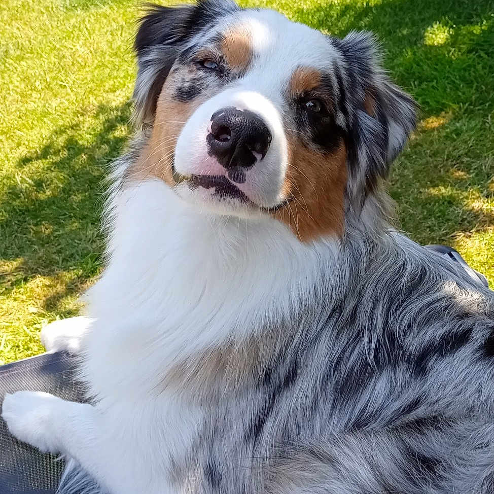 Spykie