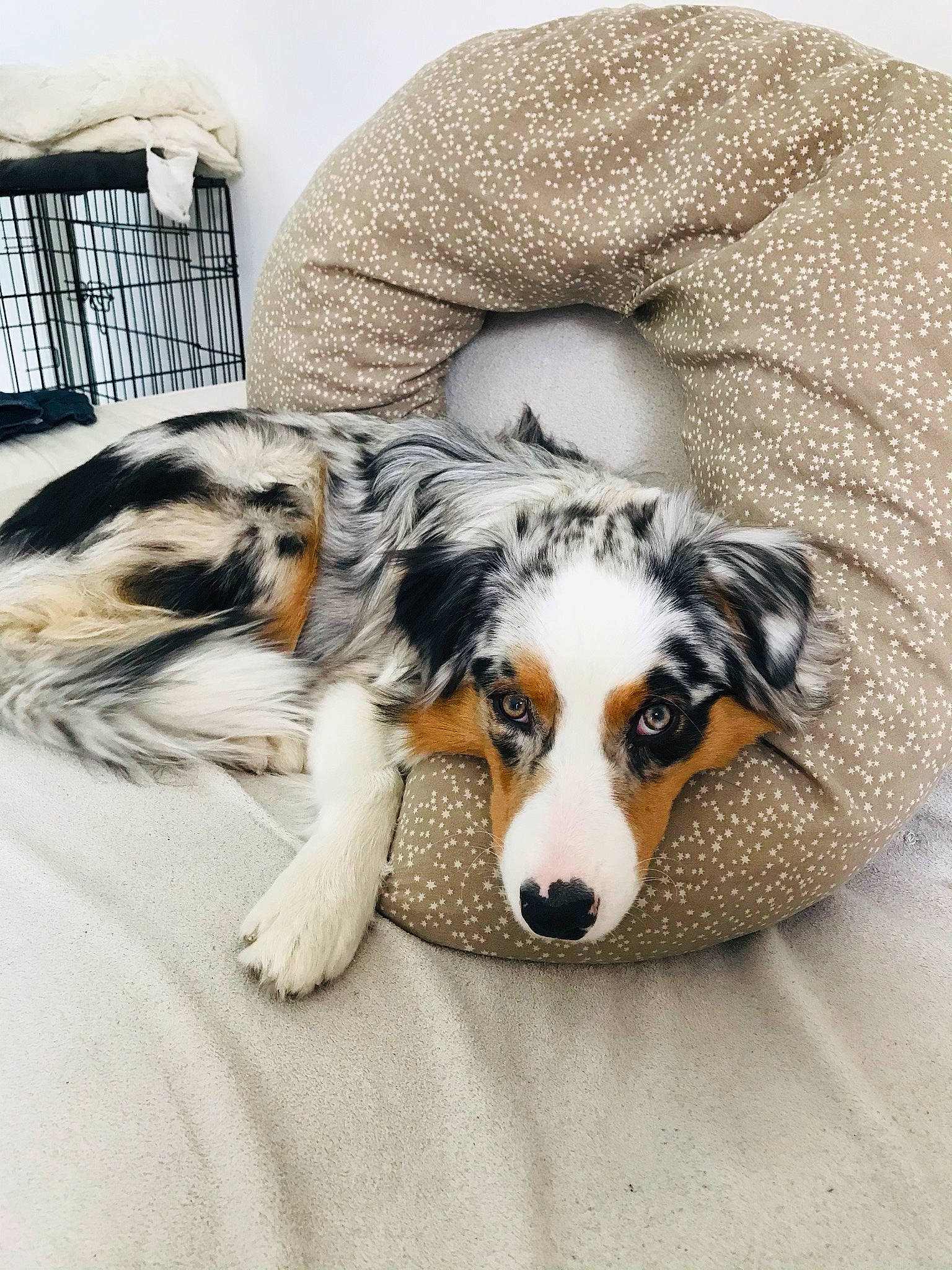 Spykie participe au concours pour gagner de l'argent avec cette photo : canidae, carnivore, chair, comfort, companion_dog, couch, dog, dog_breed, dog_supply, flooring, fur, paw, puppy, snout, sporting_group, tail, terrestrial_animal, whiskers, working_animal, working_dog