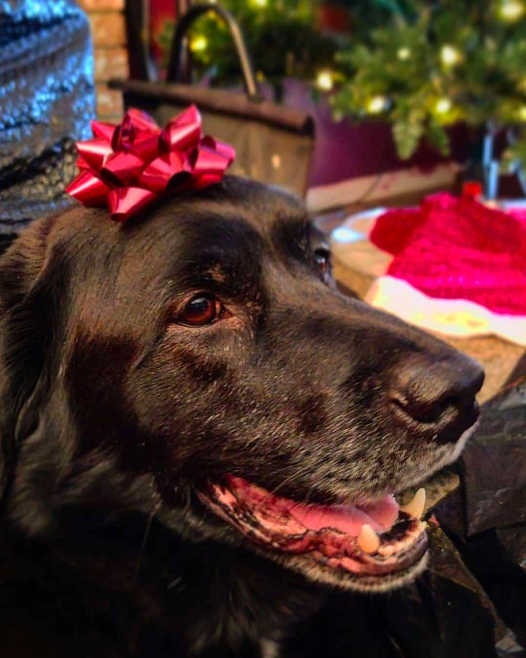 Charlie joined the competition — help win amazing prizes! canidae, carnivore, christmas_decoration, christmas_ornament, christmas_tree, collar, companion_dog, dog, dog_breed, dog_collar, event, fur, guard_dog, holiday, red, retriever, snout, sporting_group, tree, working_animal