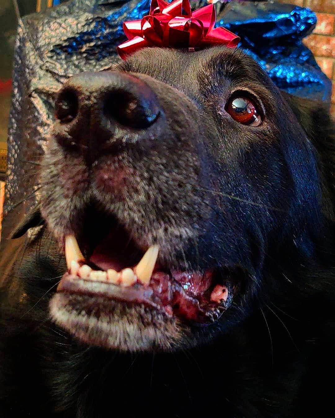 Charlie is registered to the contest to win money with this photo: canidae, carnivore, close_up, collar, dog, dog_breed, electric_blue, fang, flesh, fur, liver, livestock, natural_material, snout, sporting_group, terrestrial_animal, whiskers, working_animal, working_dog