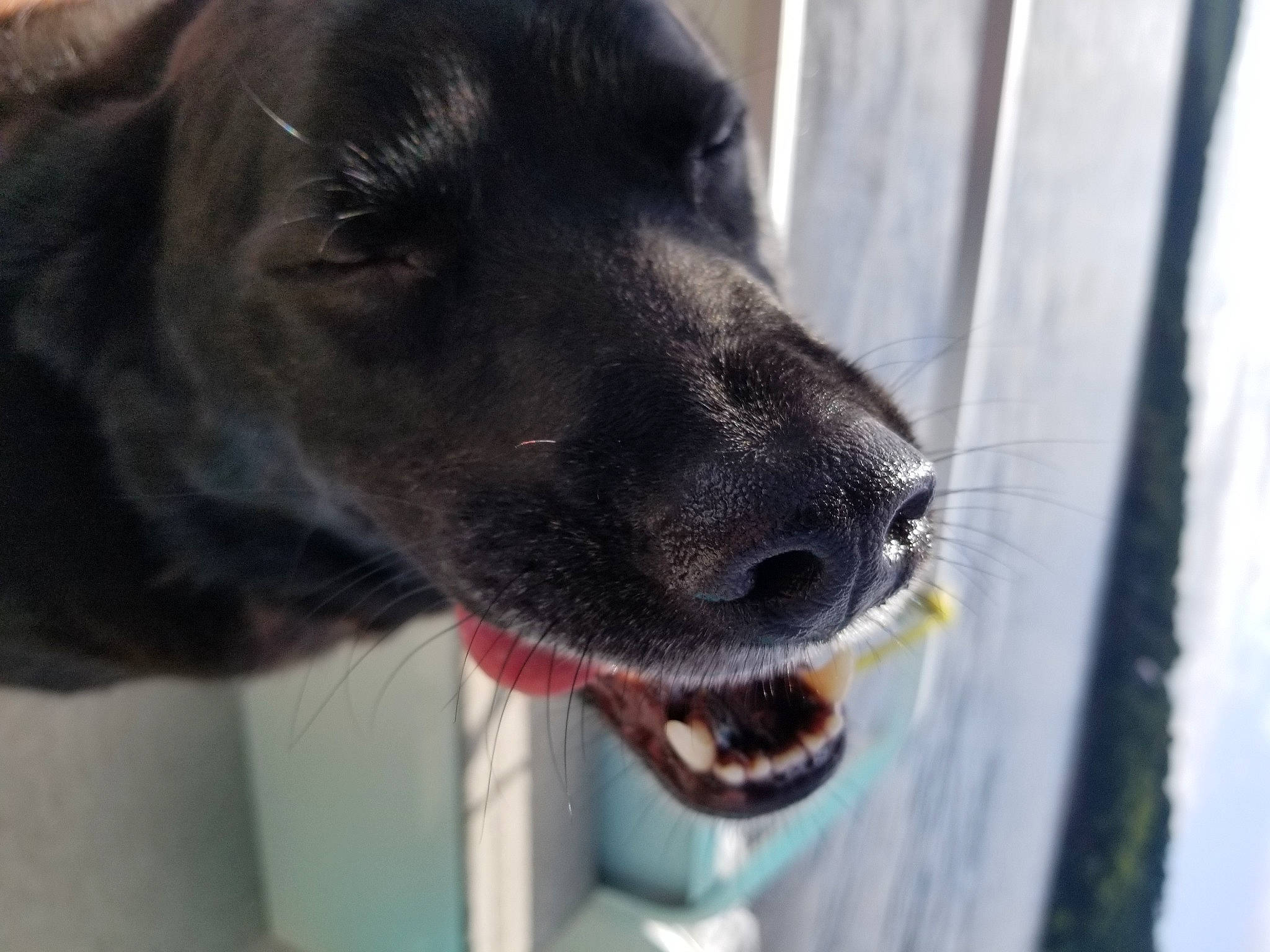 Charlie joined the competition — help win amazing prizes! canidae, carnivore, collar, companion_dog, dog, dog_breed, dog_collar, dog_supply, fawn, fur, guard_dog, gun_dog, liver, pet_supply, snout, sporting_group, whiskers, wood, working_animal, working_dog