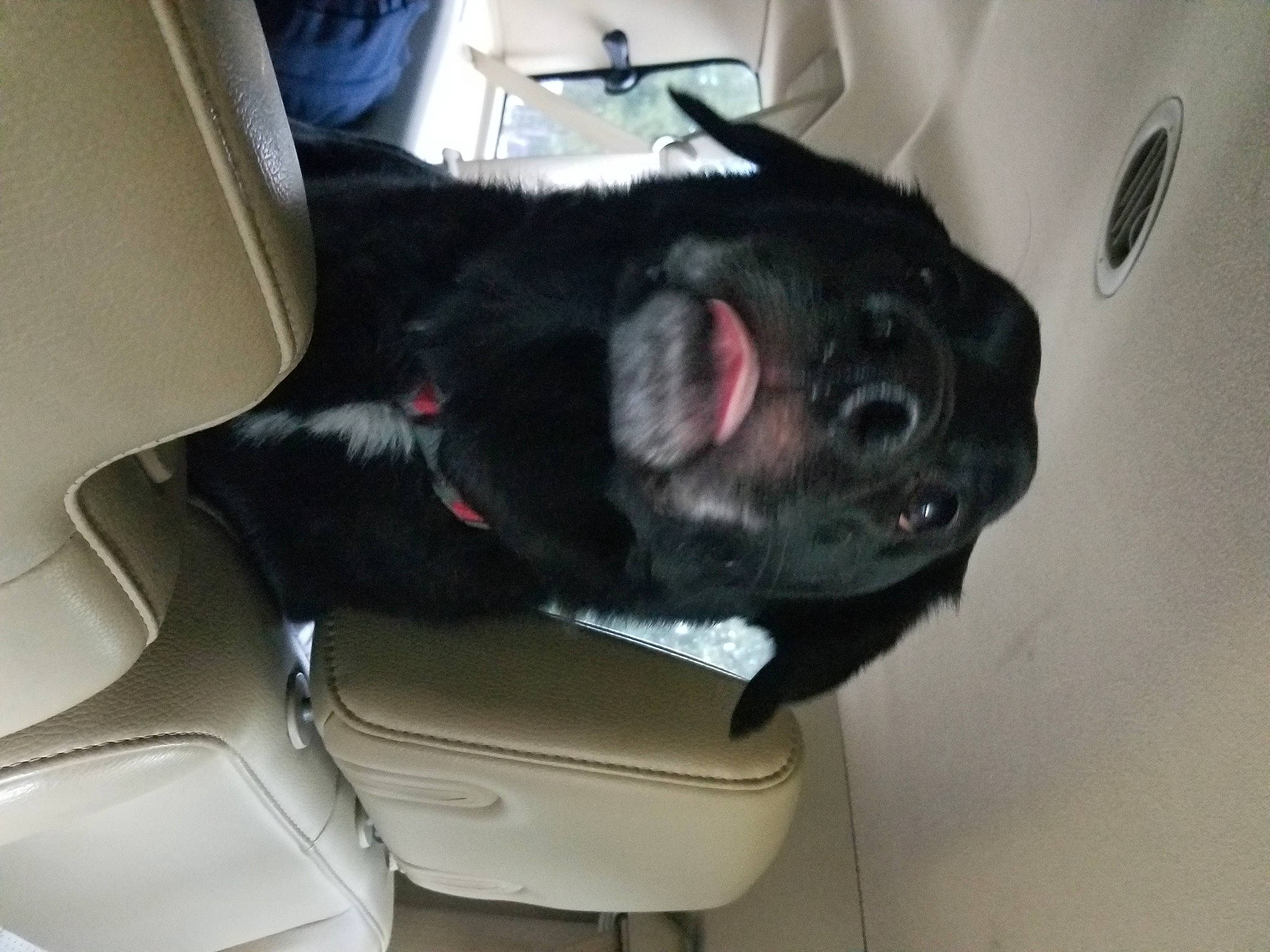 Charlie joined the competition — help win amazing prizes! auto_part, automotive_exterior, canidae, car, car_seat, car_seat_cover, carnivore, compact_car, companion_dog, dog, dog_breed, family_car, fixture, luxury_vehicle, motor_vehicle, sporting_group, vehicle, vehicle_door, whiskers