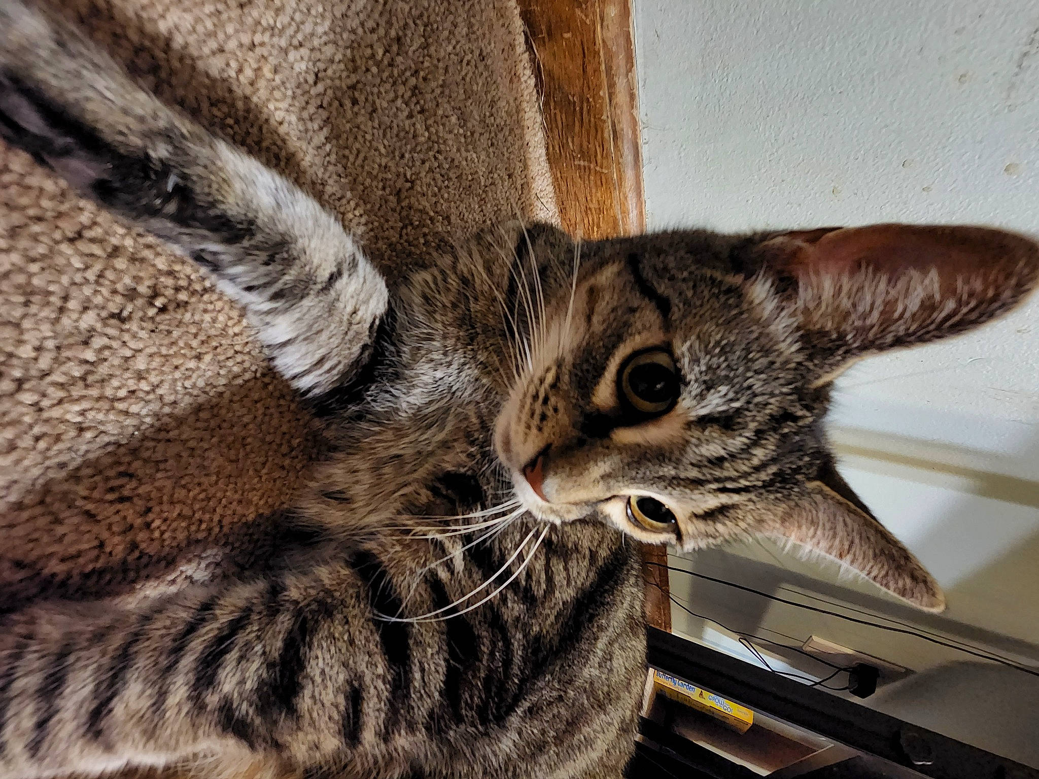 Lyla joined the competition — help win amazing prizes! carnivore, cat, claw, close_up, comfort, domestic_short_haired_cat, felidae, fur, paw, small_to_medium_sized_cats, snout, tail, terrestrial_animal, whiskers, wildlife, wood