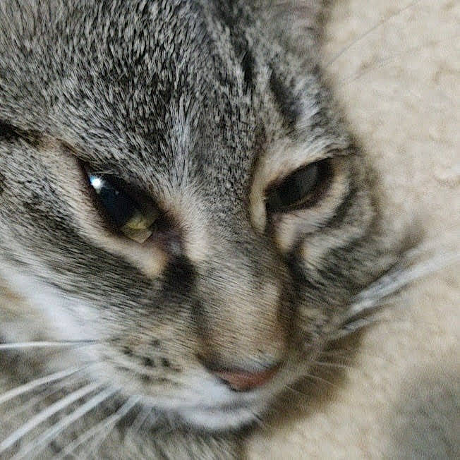 Lyla is registered to the contest to win money with this photo: carnivore, cat, close_up, domestic_short_haired_cat, felidae, fur, grey, head, paw, small_to_medium_sized_cats, snout, terrestrial_animal, whiskers, wildlife