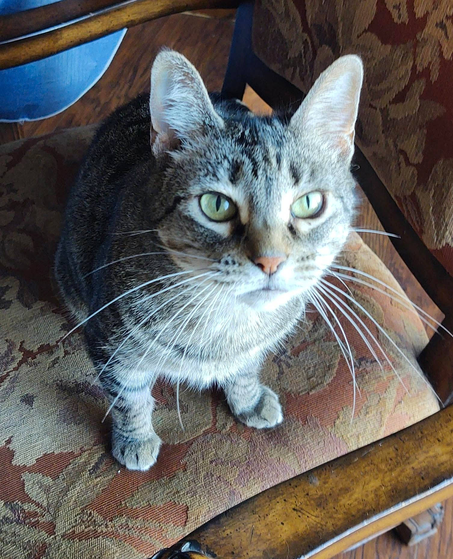 Lyla joined the competition — help win amazing prizes! carnivore, cat, cat_furniture, cat_supply, claw, comfort, domestic_short_haired_cat, felidae, fur, iris, paw, pet_supply, photo_caption, small_to_medium_sized_cats, snout, tail, terrestrial_animal, whiskers, window