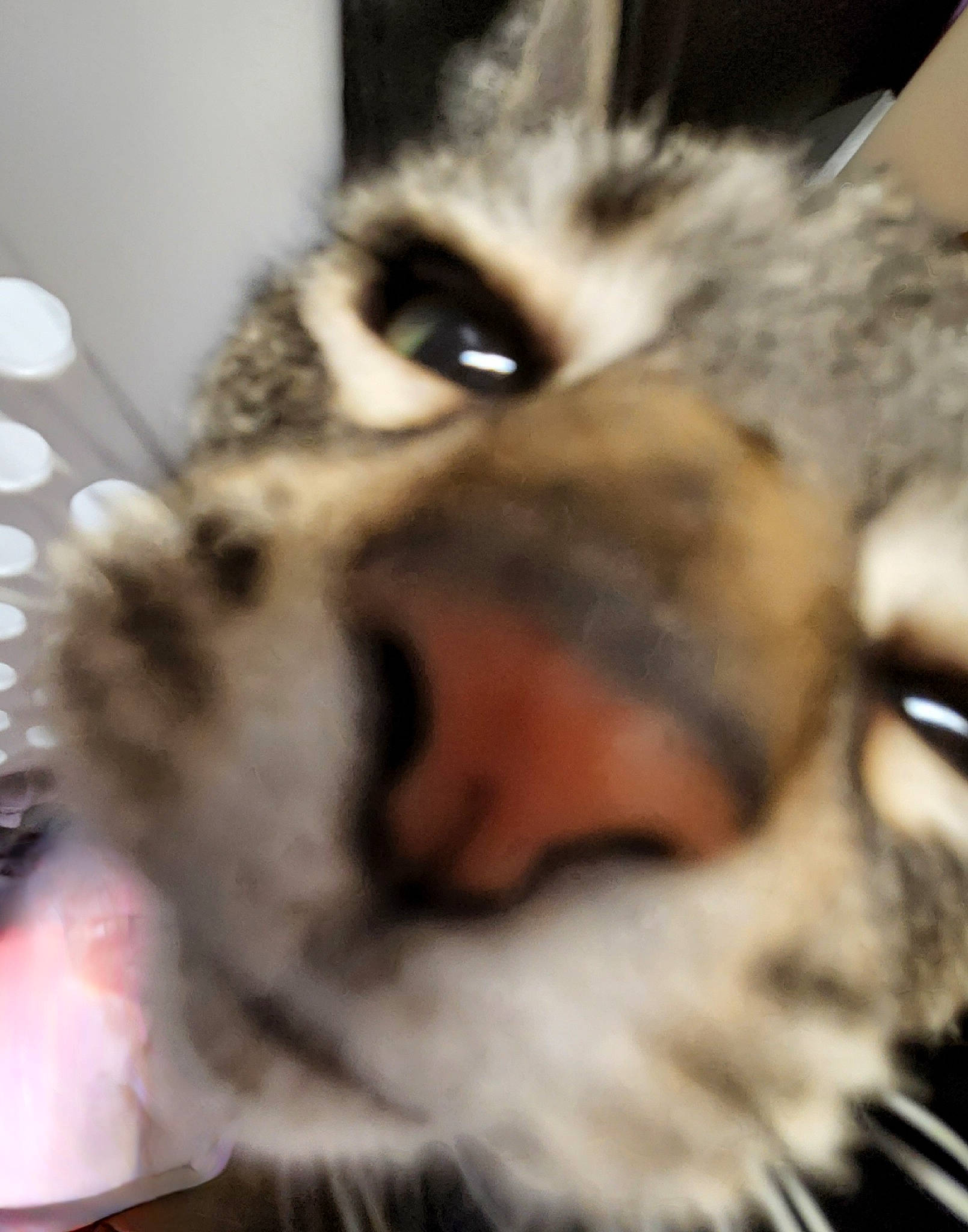 Lyla joined the competition — help win amazing prizes! carnivore, cat, close_up, companion_dog, dog_breed, domestic_short_haired_cat, ear, eyelash, fang, fawn, felidae, fur, iris, mammal, paw, small_to_medium_sized_cats, snout, terrestrial_animal, whiskers, wildlife