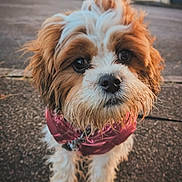 Kalie participe au concours pour gagner de l'argent avec cette photo : dog, puppy, brown_and_white, fluffy, pet, outdoor, pavement, fur, cute, jacket, small_dog, canine, animal, portrait, walking, looking_up, adorable, fur_texture, close_up, daylight