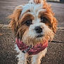 dog, puppy, brown_and_white, fluffy, pet, outdoor, pavement, fur, cute, jacket, small_dog, canine, animal, portrait, walking, looking_up, adorable, fur_texture, close_up, daylight