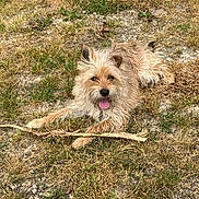 Vic participe au concours pour gagner de l'argent avec cette photo : dog, outdoor, grass, stick, tongue_out, happy, scruffy, pet, animal, nature, playful, brown_fur, lying_down, summer, ground, canine, tongue, fur, grass_patch, daytime