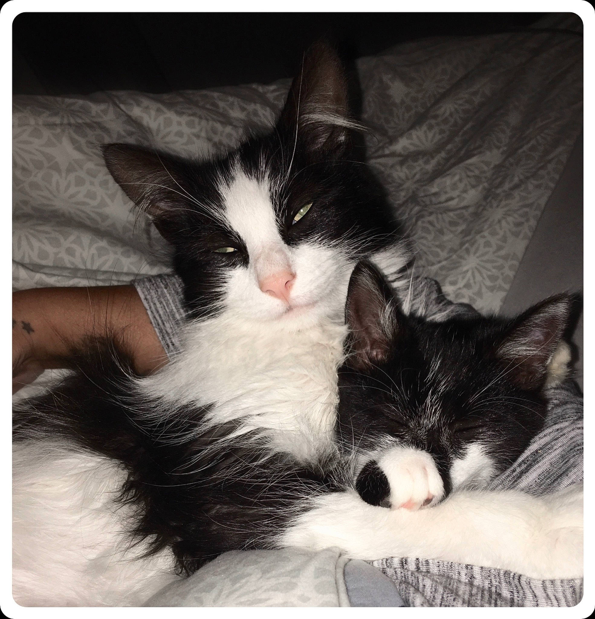 Rosminet participe au concours pour gagner de l'argent avec cette photo : black_and_white, black_cat, carnivore, cat, ear, felidae, fur, kitten, love, nap, nose, photo_caption, photography, polydactyl_cat, sleep, small_to_medium_sized_cats, square, style, technology, whiskers