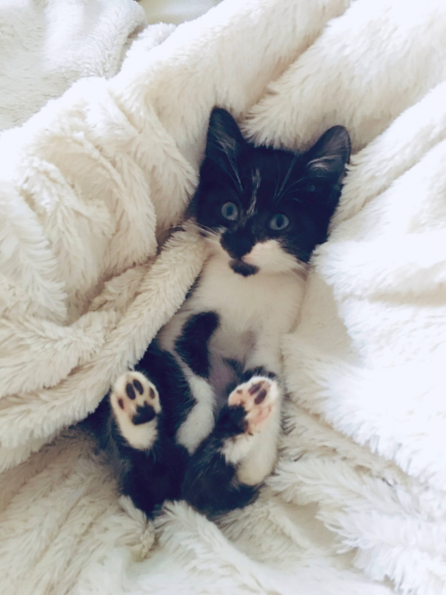 Rosminet participe au concours pour gagner de l'argent avec cette photo : asian, black_and_white, black_cat, carnivore, cat, domestic_long_haired_cat, ear, felidae, fur, kitten, polydactyl_cat, selkirk_rex, small_to_medium_sized_cats, tail, turkish_van, whiskers