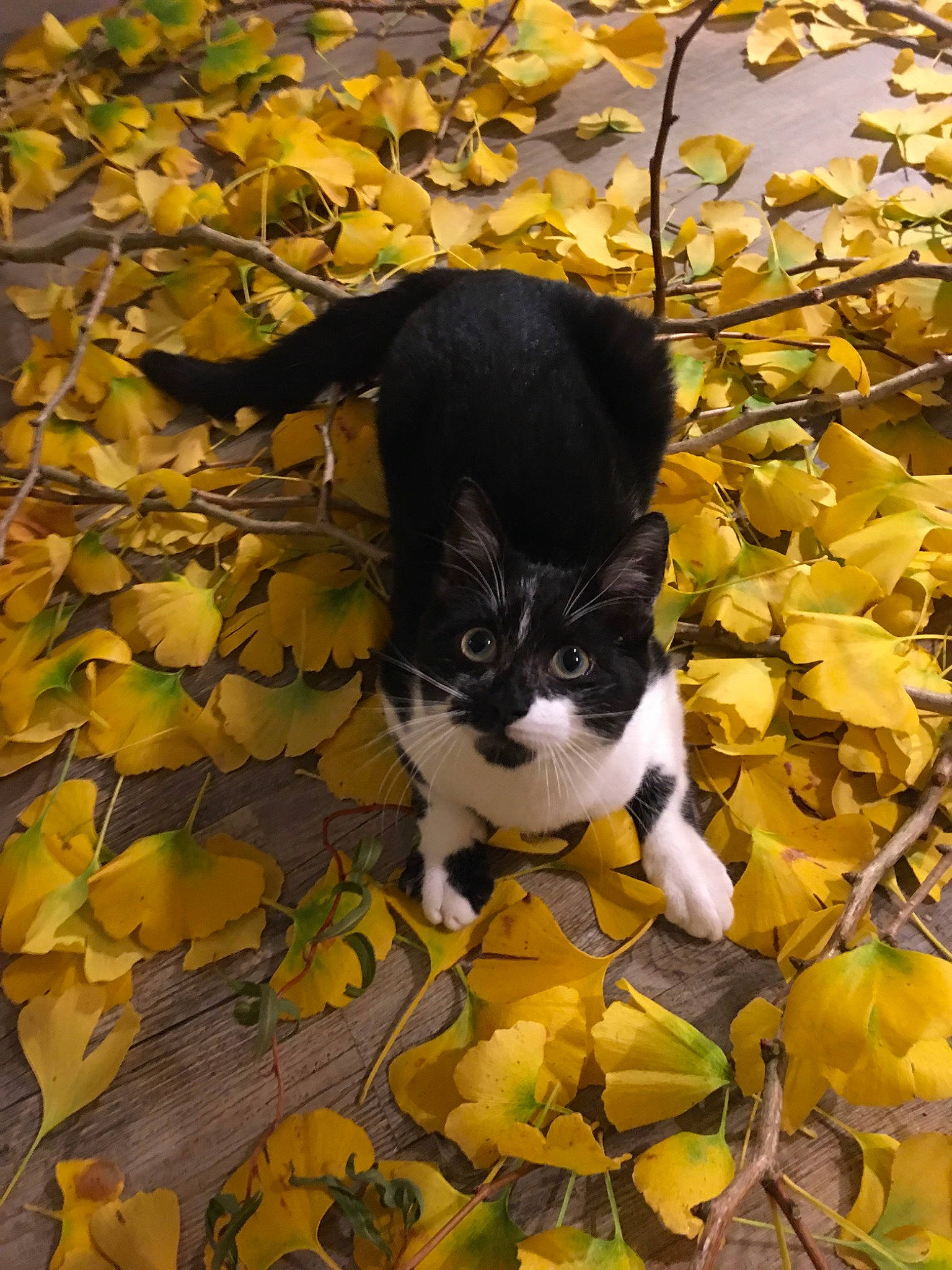 Rosminet participe au concours pour gagner de l'argent avec cette photo : autumn, black_cat, branch, carnivore, cat, deciduous, domestic_short_haired_cat, european_shorthair, felidae, kitten, leaf, plant, small_to_medium_sized_cats, tail, tree, whiskers, yellow