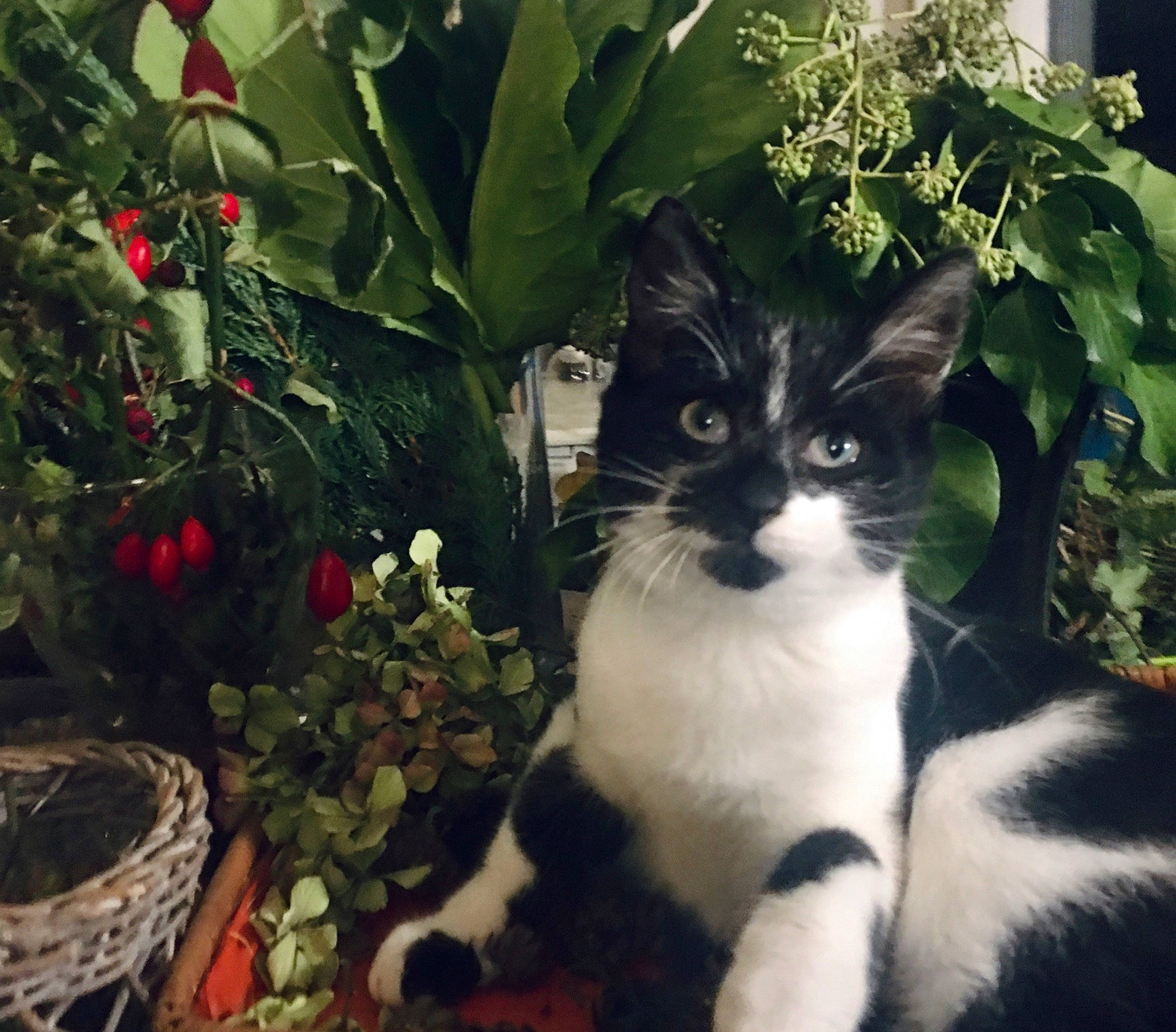 Rosminet participe au concours pour gagner de l'argent avec cette photo : aegean_cat, american_wirehair, carnivore, cat, domestic_short_haired_cat, european_shorthair, felidae, flower, kitten, plant, polydactyl_cat, small_to_medium_sized_cats, tail, tree, whiskers