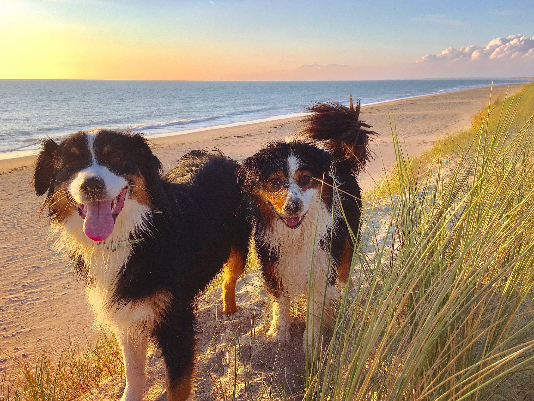 Nours participe au concours pour gagner de l'argent avec cette photo : australian_shepherd, beach, bernese_mountain_dog, border_collie, canidae, carnivore, coast, dog, dog_breed, drentse_patrijshond, english_shepherd, herding_dog, mammal, sea, sporting_group, vertebrate, working_dog