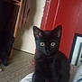 black_cat, kitten, indoor, pet, animal, curious, wide_eyes, red_door, floor, sitting, household, furniture, curtains, portrait, young_cat, feline, cute, small, domestic_cat, looking