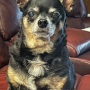 Jesse joined the competition — help win amazing prizes! animal, attentive, black_fur, calm, canine, companion, cute, dog, domestic_animal, ears, eyes, fur, indoor, leather_couch, nose, pet, portrait, sitting, small_dog, tan_fur