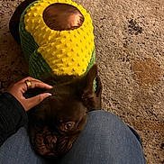 Java joined the competition — help win amazing prizes! dog, french_bulldog, pet, costume, avocado_costume, plush, hand, ring, jeans, lap, carpet, pillow, indoor, cozy, brown_fur, petting, face, ears, toy, home