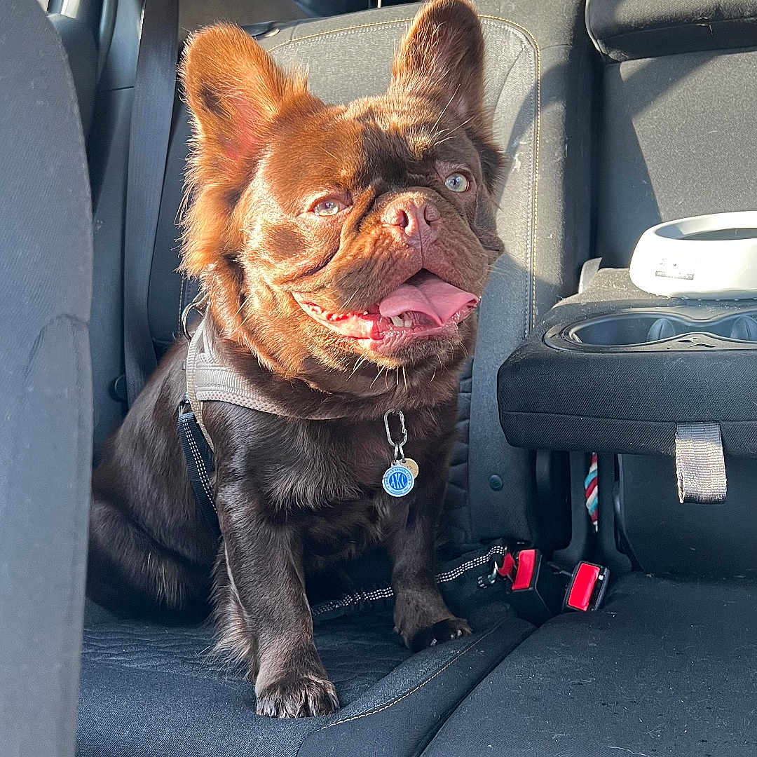 Java is registered to the contest to win money with this photo: backseat, backseat_headrest, car_interior, chocolate_fur, closeup, collar_tag, cupholder, dog, ears, happy, harness, paw, pet, portrait, seat, seat_belt, sunlight, tongue_out, travel, vehicle
