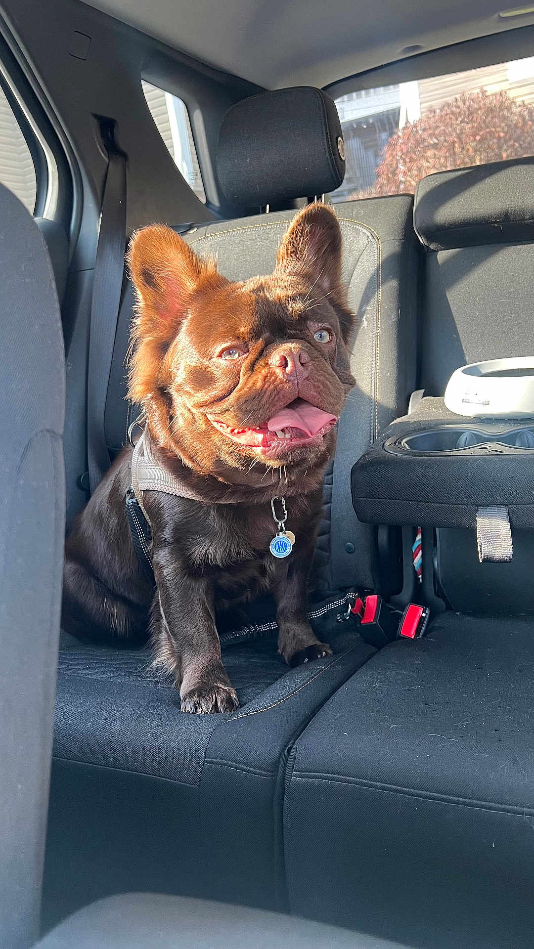 Java is registered to the contest to win money with this photo: dog, pet, chocolate_fur, backseat, car_interior, harness, collar_tag, tongue_out, happy, ears, paw, seat, sunlight, portrait, vehicle, cupholder, seat_belt, backseat_headrest, travel, closeup