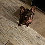 Java joined the competition — help win amazing prizes! dog, french_bulldog, pet, indoor, wooden_floor, doormat, looking_up, ears_up, brown_fur, wide_eyes, curious_expression, snout, paws, sitting, close_up, portrait, home_interior, kitchen, flooring, cute