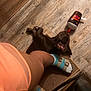 Java is registered to the contest to win money with this photo: dog, puppy, brown_dog, chew_toy, dunkin_toy, wood_floor, doormat, mat, sock, sandal, birkenstock_style, orange_shorts, leg, human_leg, indoor, pet, plush_toy, cozy, sleeping, flooring