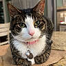 Ella And Angel is registered to the contest to win money with this photo: animal, bell, calm, cat, closeup, collar, curious, domestic_cat, ears, feline, granite_countertop, green_eyes, household, indoor, kitchen, paper, pet, relaxed, tabby, whiskers