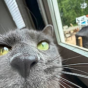 Ella And Angel is registered to the contest to win money with this photo: animal, blurred_background, cat, close_range, close_up, curious, daylight, domestic_cat, face, feline, green_eyes, grey_cat, head, indoor, indoor_pet, nose, pet, whiskers, window
