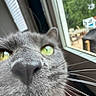 animal, blurred_background, cat, close_range, close_up, curious, daylight, domestic_cat, face, feline, green_eyes, grey_cat, head, indoor, indoor_pet, nose, pet, whiskers, window