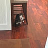 animal, black, brown, cat, chair, collar, cozy, curious, domestic_animal, floorboards, flooring, furniture, home, indoor, pet, quiet, sitting, white, wood, wooden_floor