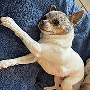 Chanel a rejoint le concours — aidez-le/la à gagner de superbes lots ! dog, chihuahua, small_dog, pet, animal, lying_down, white_fur, gray_fur, blanket, blue_blanket, cozy, indoors, paw, ears, cute, stretching, fur, portrait, resting, companion