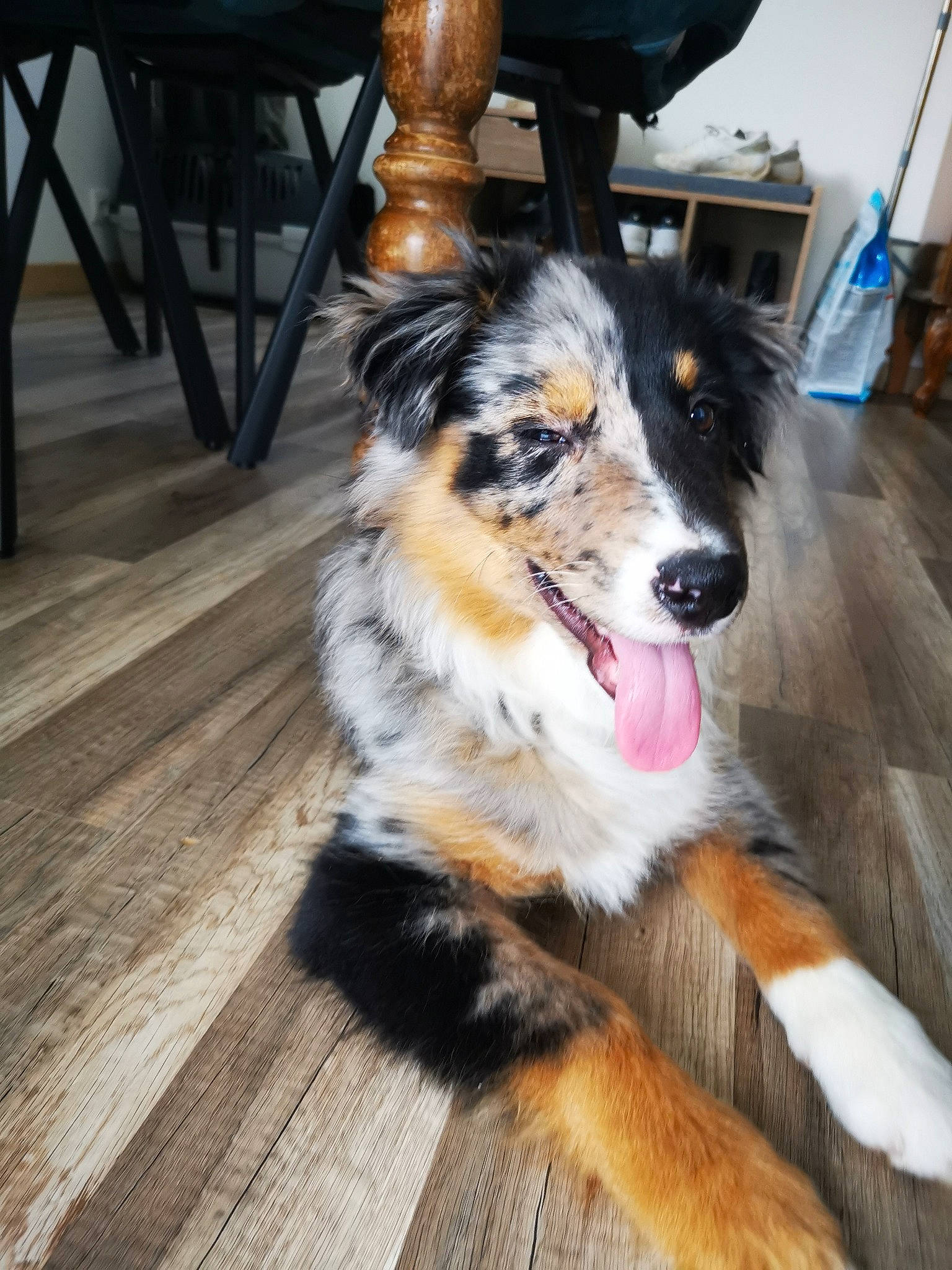 Bella a rejoint le concours — aidez-le/la à gagner de superbes lots ! bernese_mountain_dog, canidae, carnivore, chair, companion_dog, dog, dog_breed, flooring, fur, hardwood, herding_dog, plank, snout, sporting_group, varnish, whiskers, wood, wood_flooring, wood_stain, working_dog