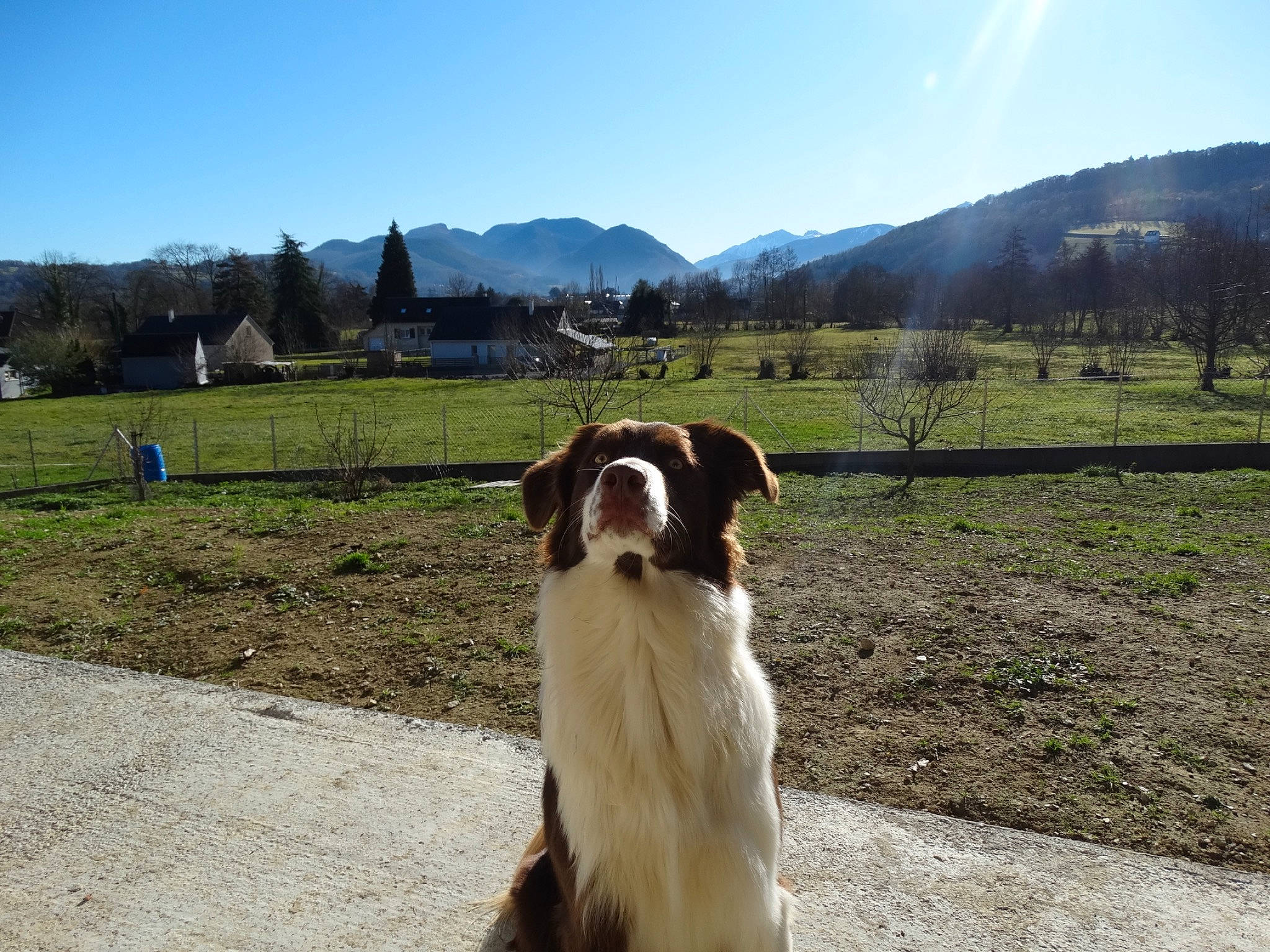 Kovu participe au concours pour gagner de l'argent avec cette photo : australian_shepherd, canidae, carnivore, companion_dog, dog, dog_breed, english_shepherd, mammal, miniature_australian_shepherd, pasture, sporting_group, vertebrate, working_dog