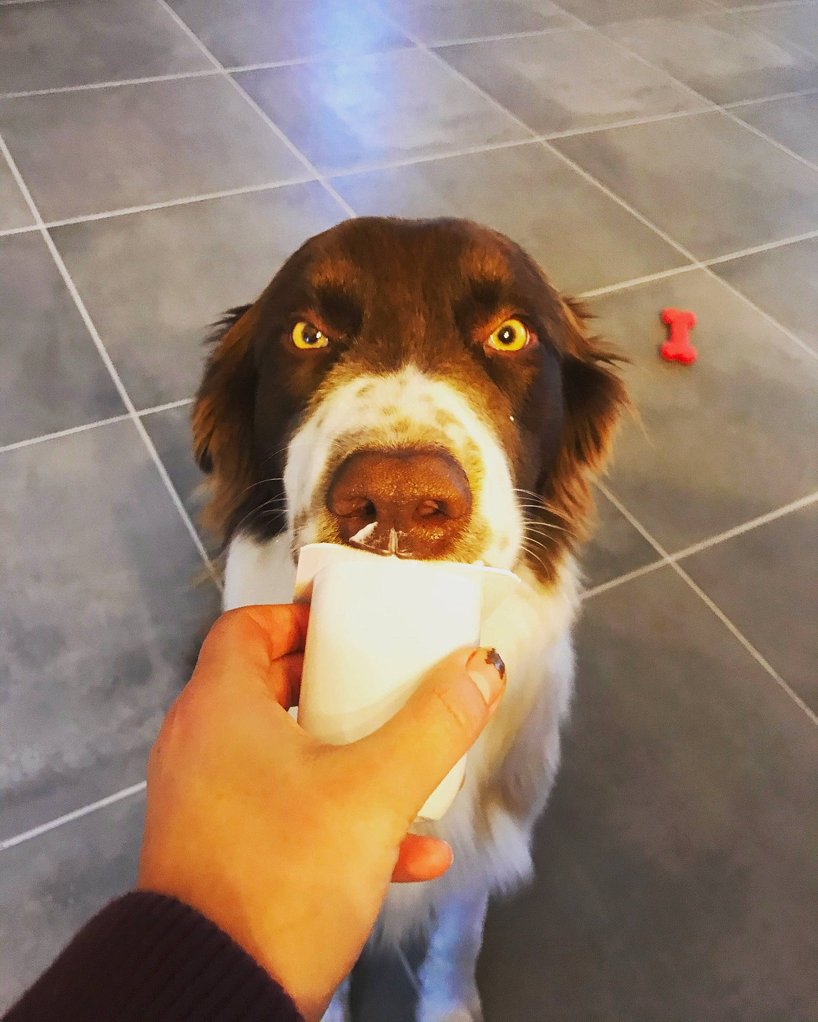 Kovu a rejoint le concours — aidez-le/la à gagner de superbes lots ! border_collie, brittany, canidae, carnivore, companion_dog, dog, dog_breed, drentse_patrijshond, ear, english_springer_spaniel, french_spaniel, hunting_dog, mammal, snout, spaniel, sporting_group