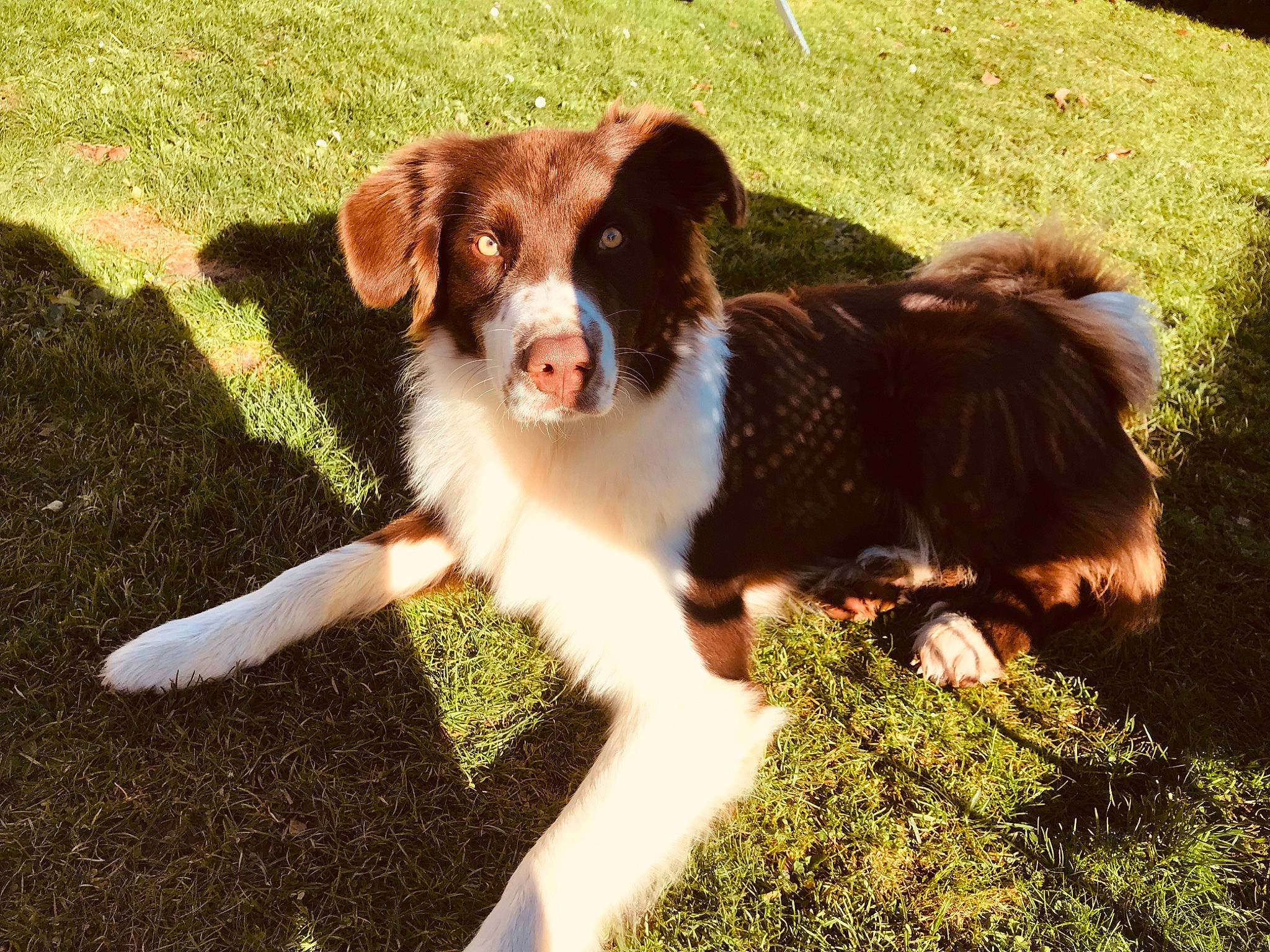 Kovu a rejoint le concours — aidez-le/la à gagner de superbes lots ! australian_collie, australian_shepherd, border_collie, canidae, carnivore, companion_dog, dog, dog_breed, english_shepherd, herding_dog, mammal, miniature_australian_shepherd, puppy, rare_breed_dog, spaniel, sporting_group, stabyhoun, vertebrate, welsh_sheepdog, working_dog