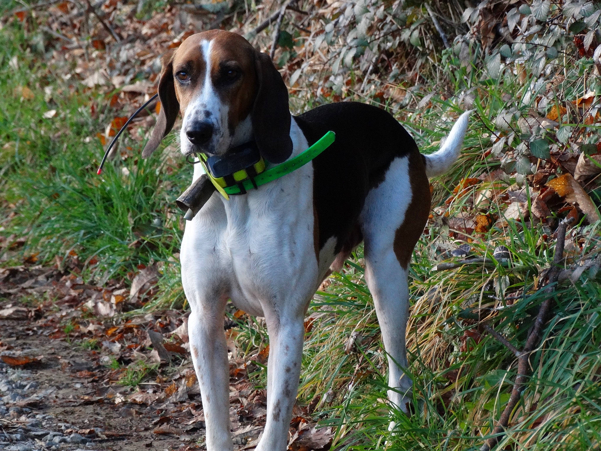 Greg participe au concours pour gagner de l'argent avec cette photo : american_foxhound, canidae, carnivore, coonhound, dog, dog_breed, english_coonhound, estonian_hound, finnish_hound, halden_hound, harrier, hound, hunting_dog, mammal, rare_breed_dog, schweizer_laufhund, serbian_tricolour_hound, sporting_group, treeing_walker_coonhound, vertebrate