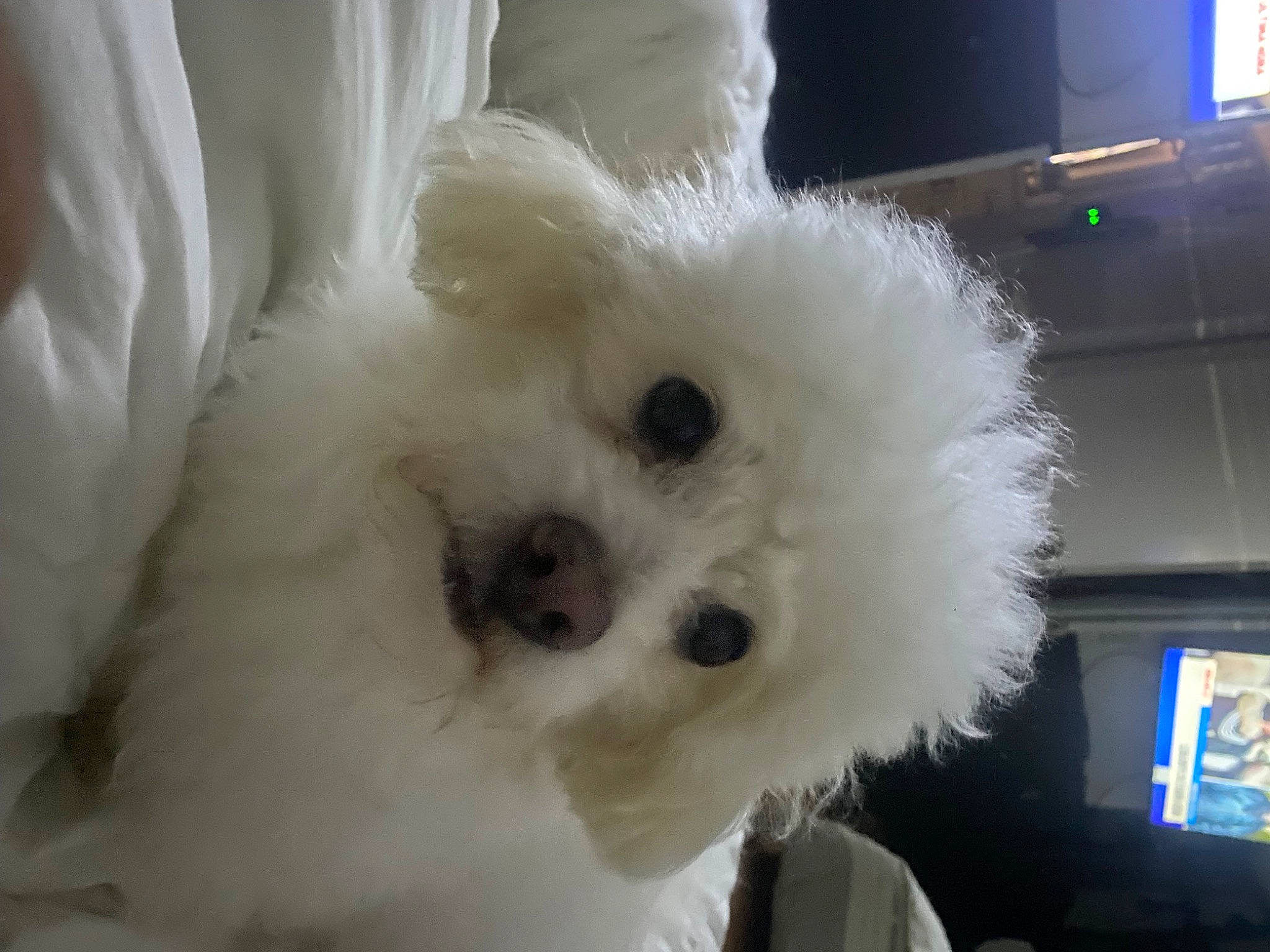 Pochis is registered to the contest to win money with this photo: canidae, carnivore, companion_dog, computer_keyboard, display_device, dog, dog_breed, fur, maltepoo, non_sporting_group, poodle, puppy, snout, sporting_group, television, toy_dog, working_animal