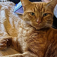 Rio participe au concours pour gagner de l'argent avec cette photo : cat, orange_tabby, pet, animal, feline, whiskers, fur, close_up, relaxed, indoor, blanket, texture, paw, resting, domestic_cat, face, ear, person, hand, arm