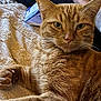 cat, orange_tabby, pet, animal, feline, whiskers, fur, close_up, relaxed, indoor, blanket, texture, paw, resting, domestic_cat, face, ear, person, hand, arm