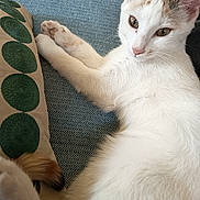 Boogie participe au concours pour gagner de l'argent avec cette photo : cat, white_cat, relaxed, fur, pet, animal, indoor, cushion, fabric, texture, close_up, paw, ear, nose, whiskers, resting, home, feline, sleepy, cute