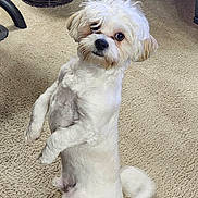 Gizmo is registered to the contest to win money with this photo: animal, carpet, companion, curious, cute, dog, domestic, ears, floor, fluffy, furniture, home, indoor, looking, pet, small_dog, standing, tail, white_dog, wicker_basket