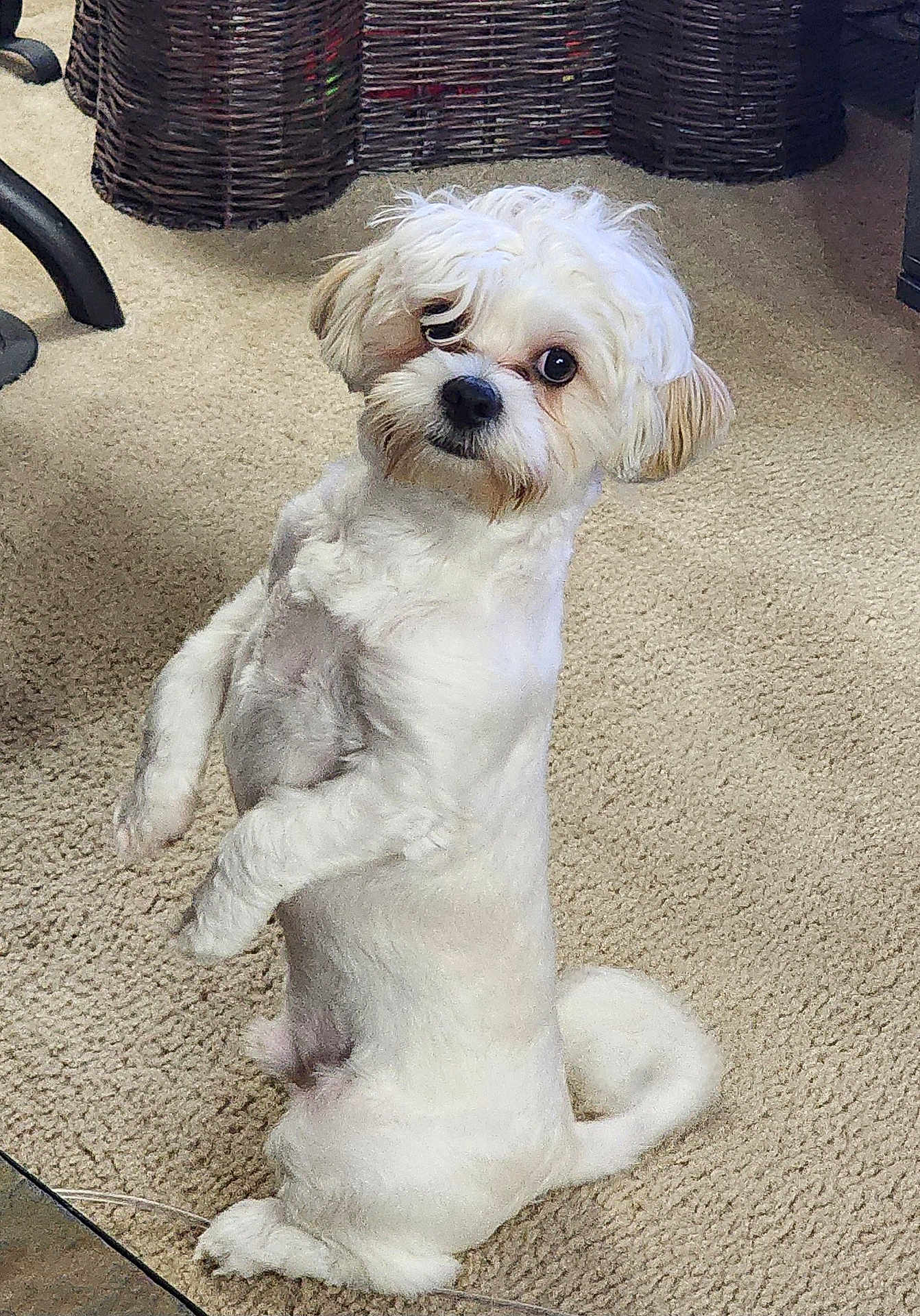 Gizmo