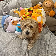 Chester joined the competition — help win amazing prizes! dog, plush_toy, stuffed_animal, blanket, sofa, living_room, cozy, cute, fur, pet, soft, colorful, food_costume, pizza, burger, cat_costume, relaxing, indoors, decor, comfort