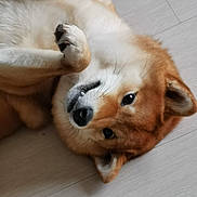 Seika a rejoint le concours — aidez-le/la à gagner de superbes lots ! dog, shiba_inu, pet, floor, lying_down, playful, fur, whiskers, animal, canine, cute, indoor, close_up, paw, ears, smile, relaxed, home, companion, friendly