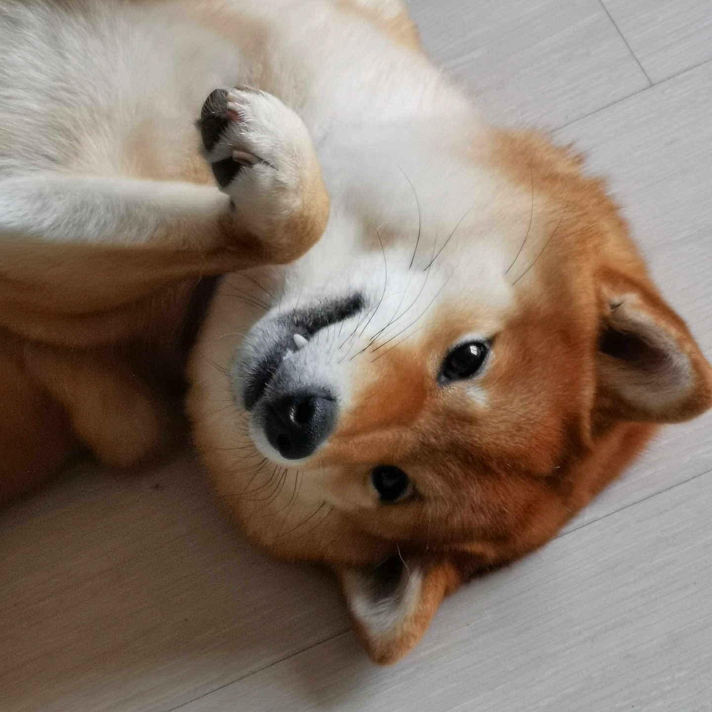 Seika
