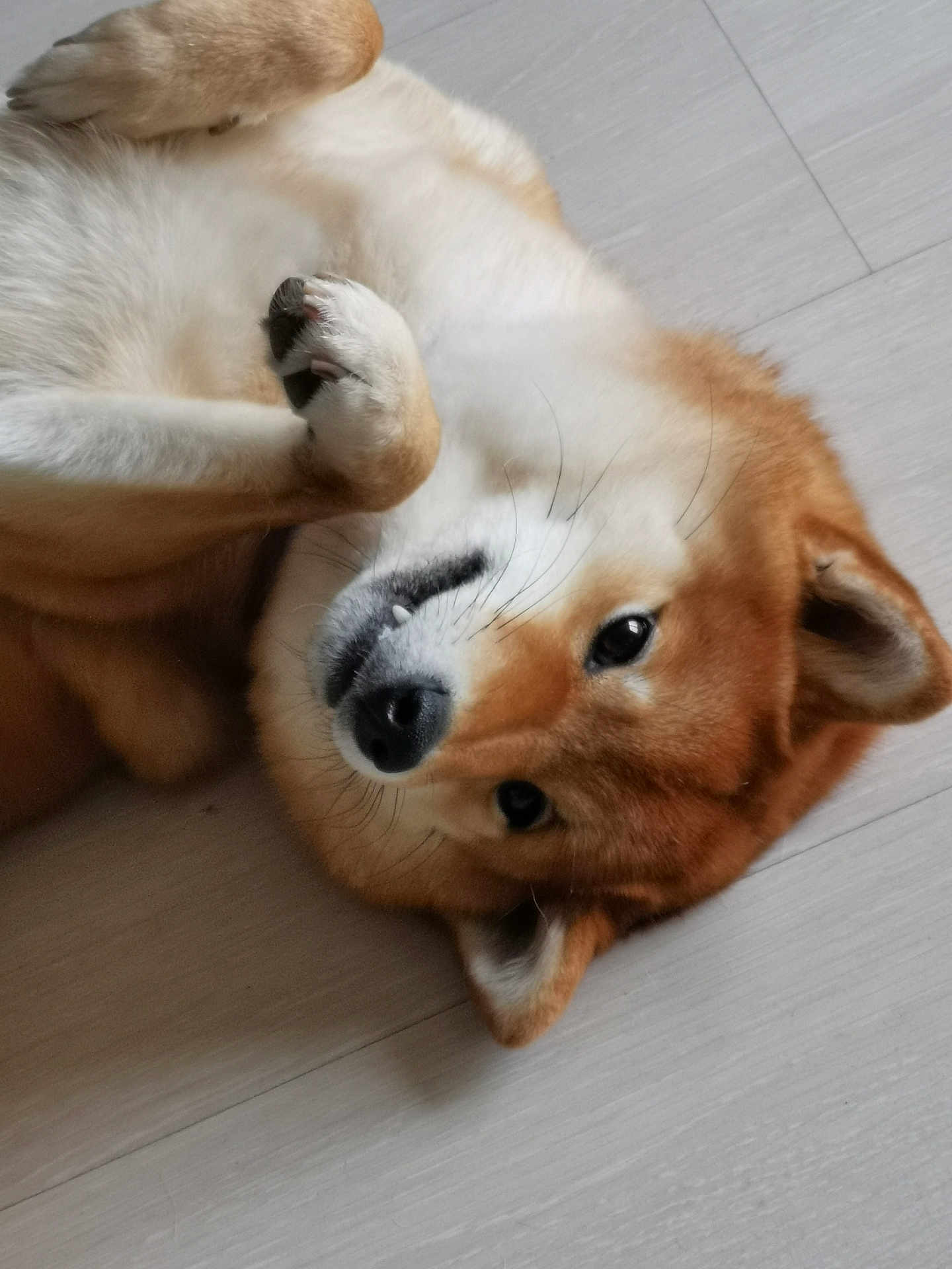 Seika a rejoint le concours — aidez-le/la à gagner de superbes lots ! dog, shiba_inu, pet, floor, lying_down, playful, fur, whiskers, animal, canine, cute, indoor, close_up, paw, ears, smile, relaxed, home, companion, friendly